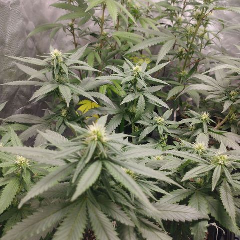 Lemonzinho 2.0  growlog timeline photo