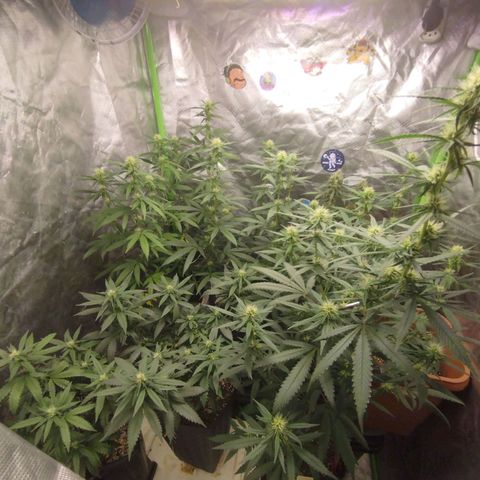 Lemonzinho 2.0  growlog timeline photo