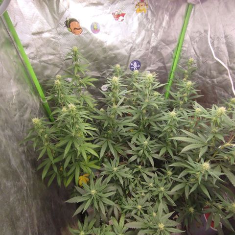 Lemonzinho 2.0  growlog photo: Filling up every gap. Living the dream. 