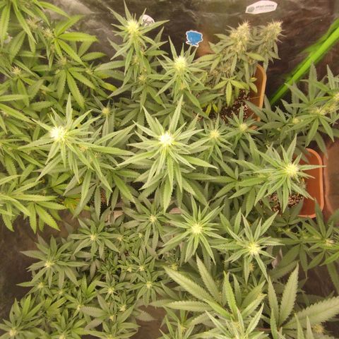 Lemonzinho 2.0  growlog photo: Filling up every gap. Living the dream. 