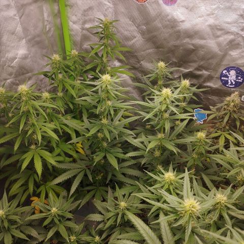 Gorilla Kush growlog photo: An unleashed beast hahaha