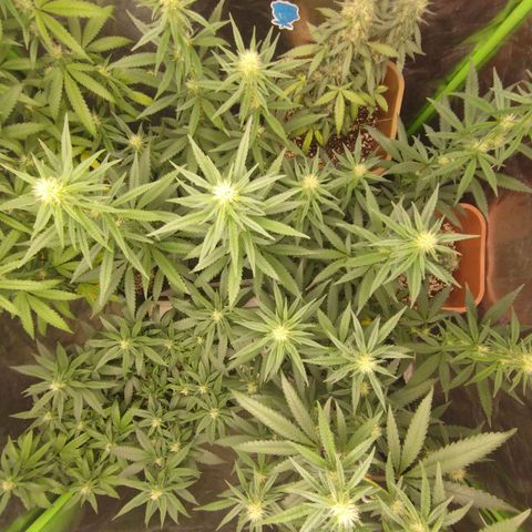 Lemonzinho 2.0  growlog photo: Filling up every gap. Living the dream. 