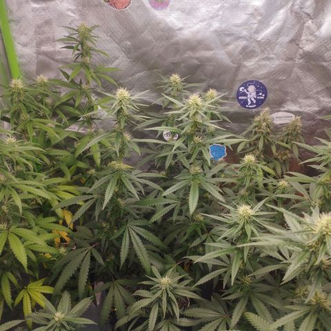 Lemonzinho 2.0  growlog timeline photo