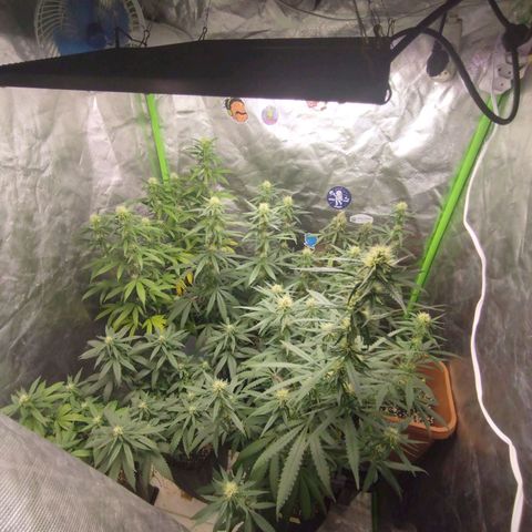 Lemonzinho 2.0  growlog timeline photo