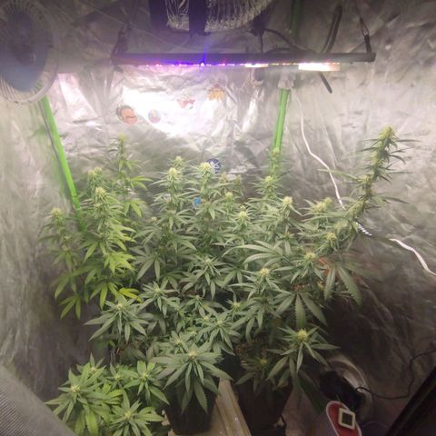 Lemonzinho 2.0  growlog photo: Living the dream...