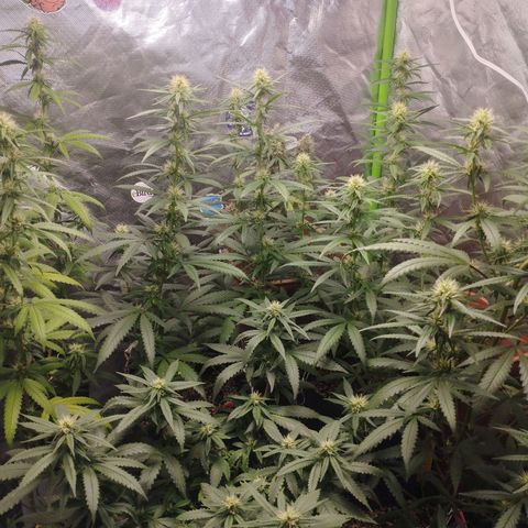 Lemonzinho 2.0  growlog photo: Living the dream...