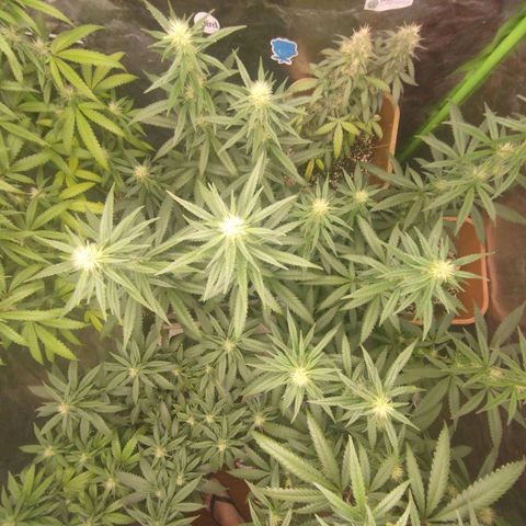 Lemonzinho 2.0  growlog photo: Living the dream...