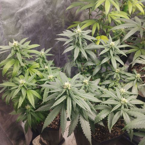 Lemonzinho 2.0  growlog photo: Way better than the previous round! 
Shes a clasic indica, sturdy n short. 