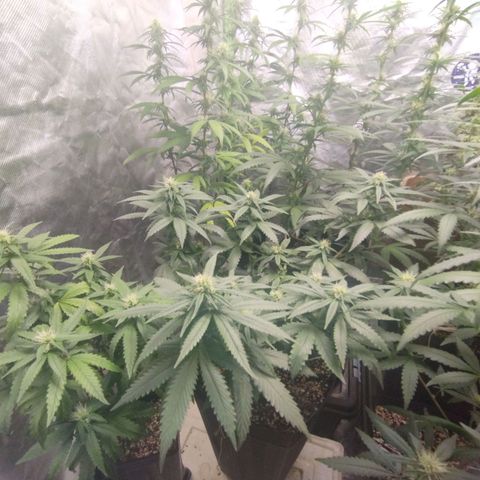 Lemonzinho 2.0  growlog photo: Way better than the previous round! 
Shes a clasic indica, sturdy n short. 