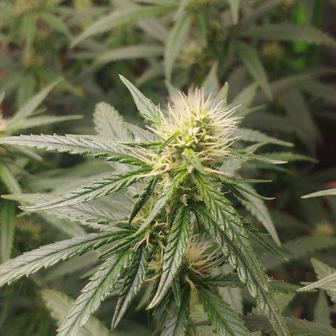 Gorilla Kush growlog photo: A monsteeeer!!! For sure a keeper for the house. Cheers to speto! Hope i can get more cuts from the mothers when i have the proper veg box. 
