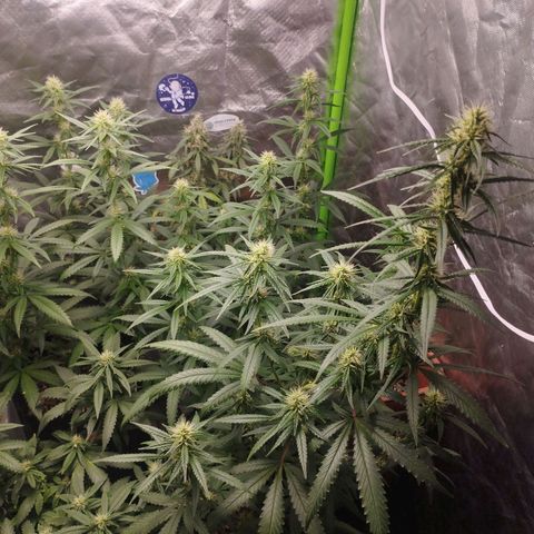 Gorilla Kush growlog photo: A monsteeeer!!! For sure a keeper for the house. Cheers to speto! Hope i can get more cuts from the mothers when i have the proper veg box. 