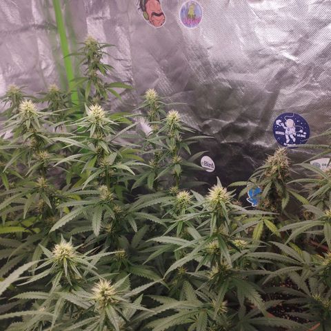 Gorilla Kush growlog photo: A monsteeeer!!! For sure a keeper for the house. Cheers to speto! Hope i can get more cuts from the mothers when i have the proper veg box. 