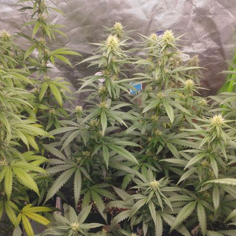 Gorilla Kush growlog photo: A monsteeeer!!! For sure a keeper for the house. Cheers to speto! Hope i can get more cuts from the mothers when i have the proper veg box. 