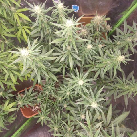 Lemonzinho 2.0  growlog timeline photo