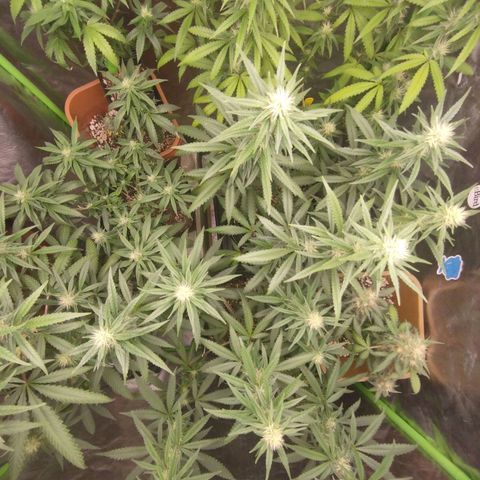 Lemonzinho 2.0  growlog timeline photo