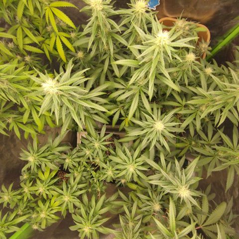 Lemonzinho 2.0  growlog photo: Coverage pic