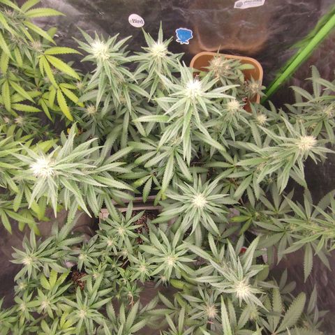 Lemonzinho 2.0  growlog photo: Coverage pic