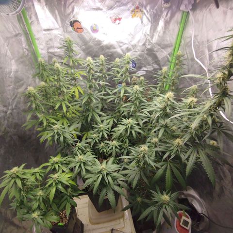 Lemonzinho 2.0  growlog timeline photo