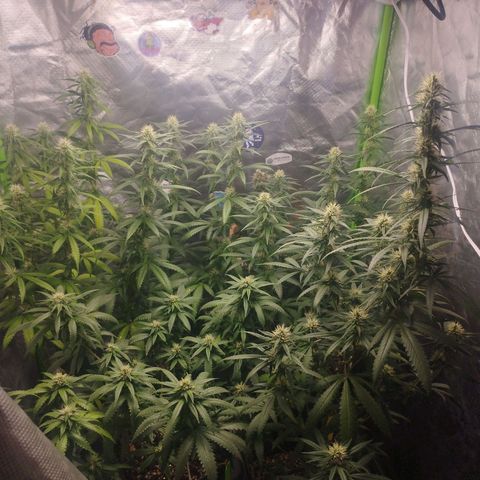 Lemonzinho 2.0  growlog timeline photo
