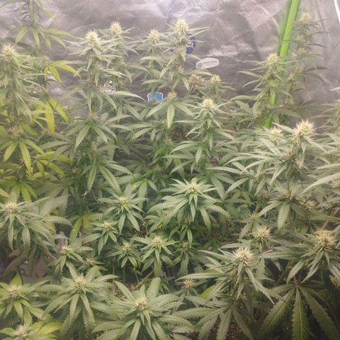Lemonzinho 2.0  growlog timeline photo