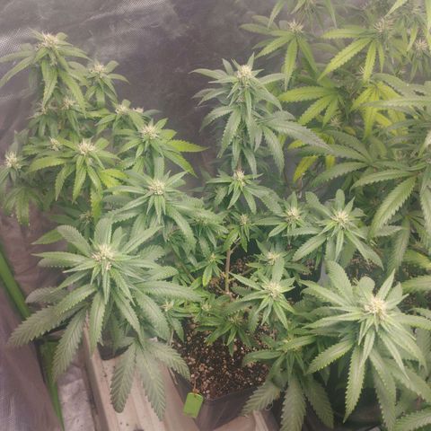 Lemonzinho 2.0  growlog timeline photo