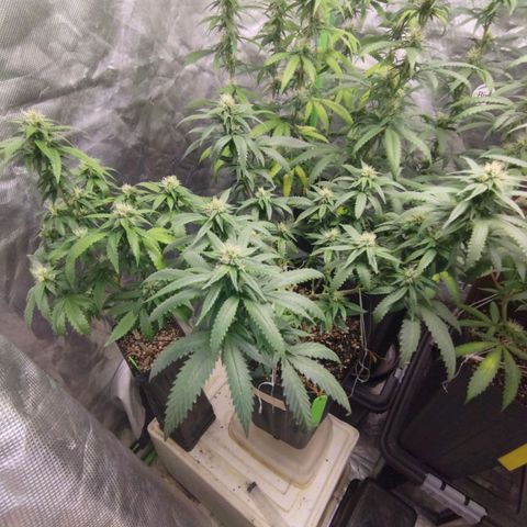 Lemonzinho 2.0  growlog timeline photo