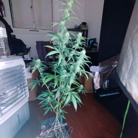 Gorilla Kush growlog timeline photo