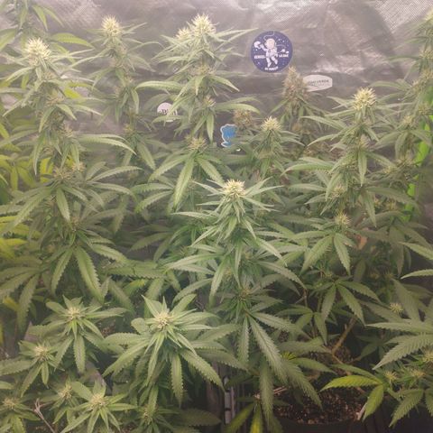 Gorilla Kush growlog timeline photo