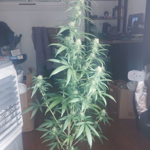 Gorilla Kush growlog timeline photo