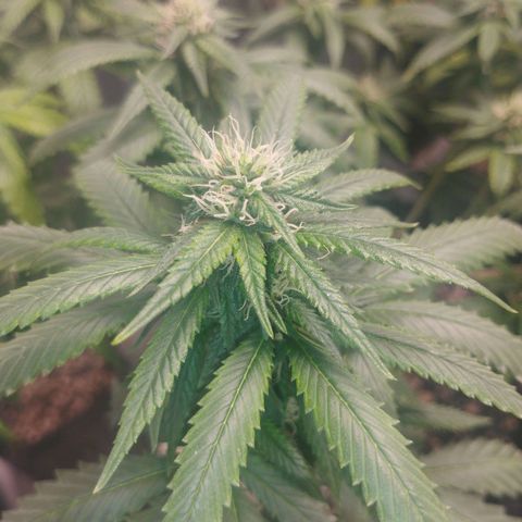 Lemonzinho 2.0  growlog timeline photo