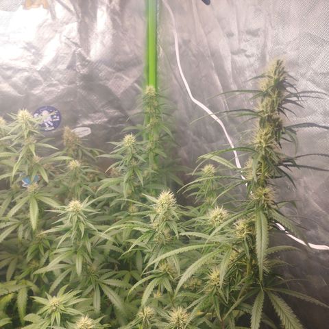 Gorilla Kush growlog timeline photo