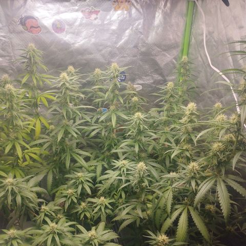Gorilla Kush growlog timeline photo