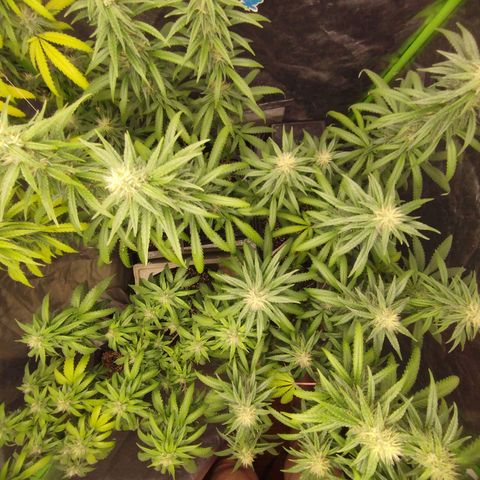 Lemonzinho 2.0  growlog timeline photo