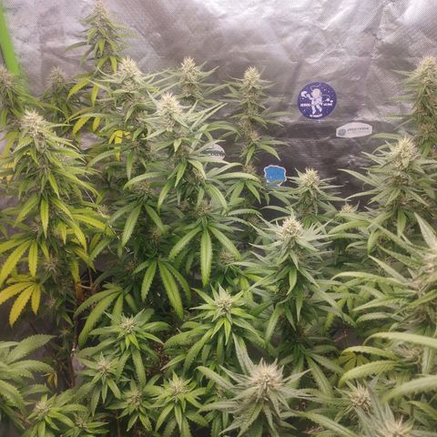 Lemonzinho 2.0  growlog timeline photo