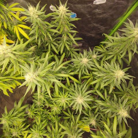 Lemonzinho 2.0  growlog timeline photo