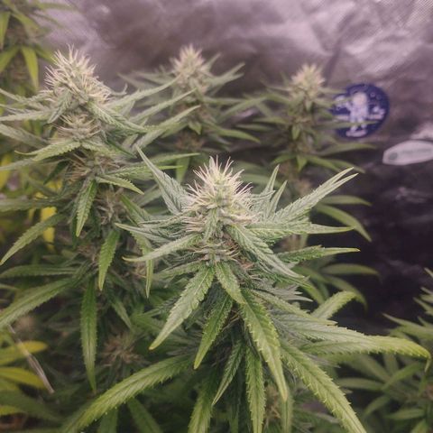 Lemonzinho 2.0  growlog timeline photo