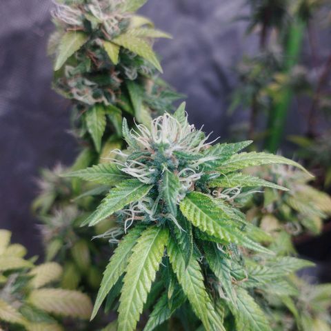 Lemonzinho 2.0  growlog photo: Deff last cycle 