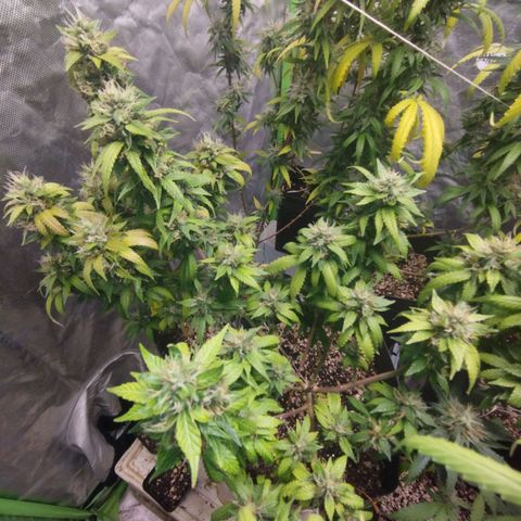 Lemonzinho 2.0  growlog photo: Deff last cycle 