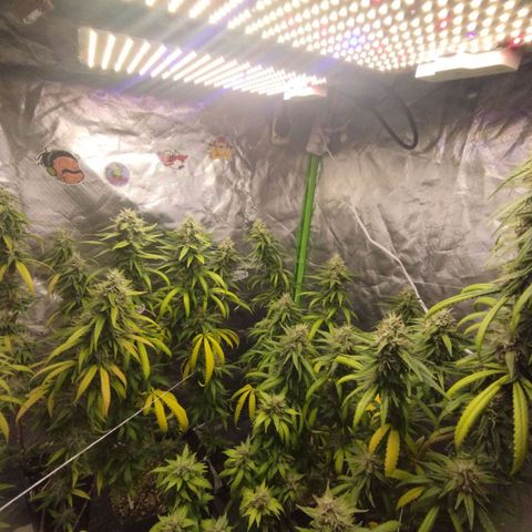 Gorilla Kush growlog photo: For sure a keeper for the moment