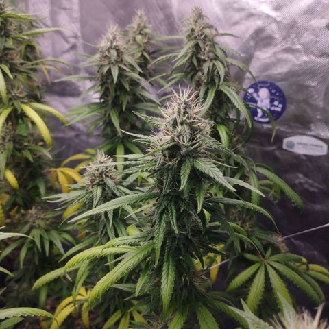 Gorilla Kush growlog photo: For sure a keeper for the moment