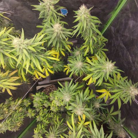 Gorilla Kush growlog photo: For sure a keeper for the moment