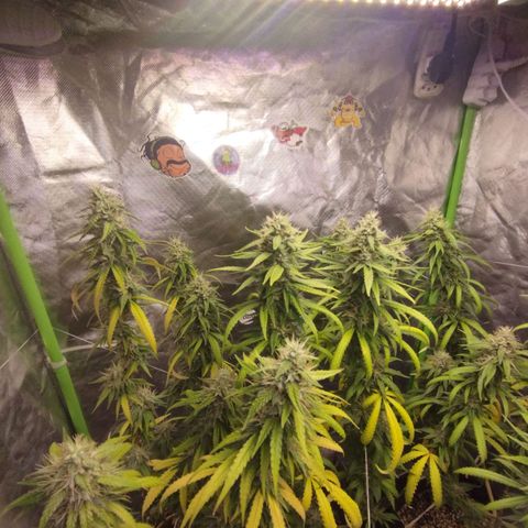 Gorilla Kush growlog photo: For sure a keeper for the moment