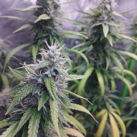 Gorilla Kush growlog photo: For sure a keeper for the moment