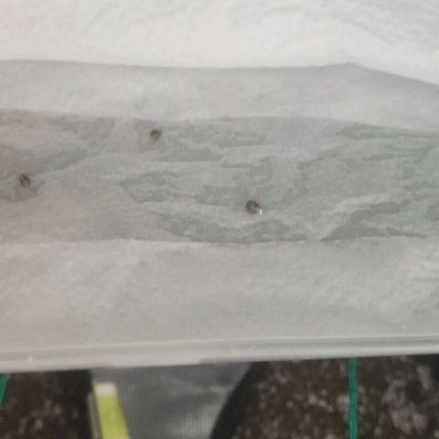 Tutan growlog timeline photo