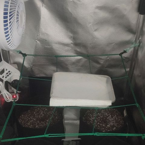 Tutan growlog timeline photo