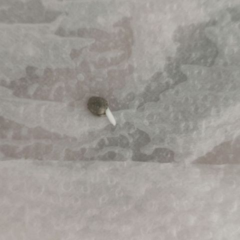 Tutan growlog photo: Verificação com 50horas após início do processo de germinação.