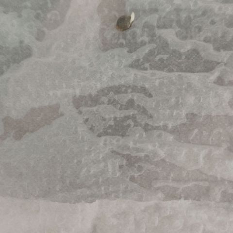 Tutan growlog photo: Verificação com 50horas após início do processo de germinação.