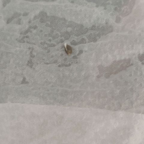 Tutan growlog photo: Verificação com 50horas após início do processo de germinação.