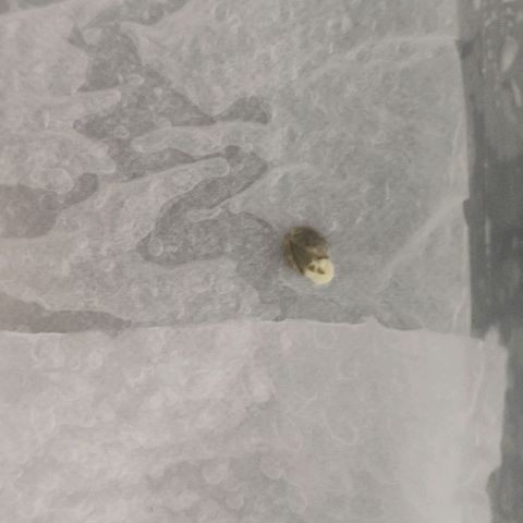 Tutan growlog photo: Verificação com 50horas após início do processo de germinação.