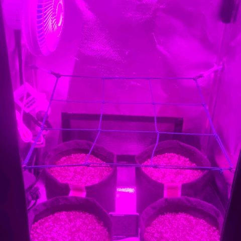 Tutan growlog photo: Após 64horas do processo de germinação no papel toalha, removemos as 4 sementes e adicionamos nós vasos.
Foi burrifador uma faixa de 100ml de água regulada com o ph6.0